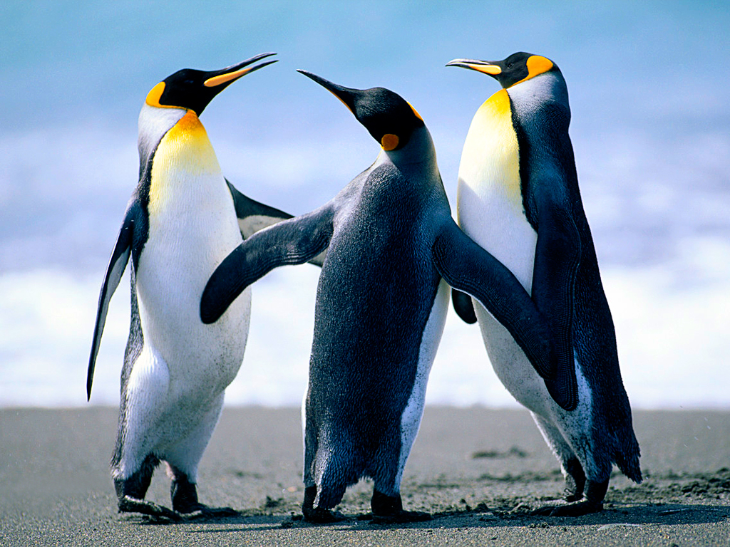 Three penguins are having a conversation.
